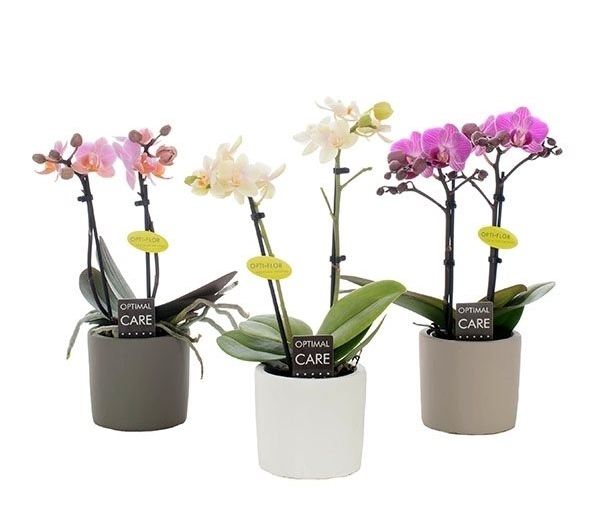 Orchid Phalaenopsis miniflora mix  (7cm Pot 2 stem ceramic pot)