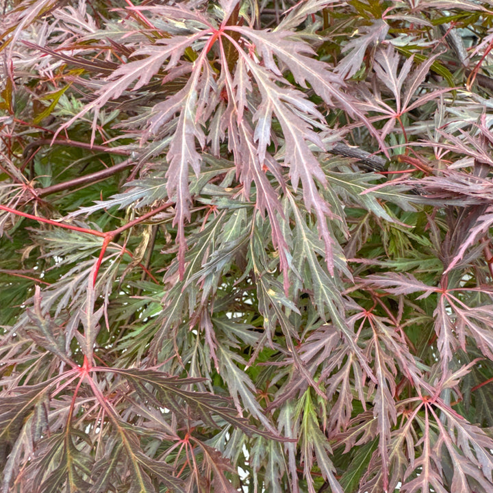 Acer palmatum Dissectum Orangeola
