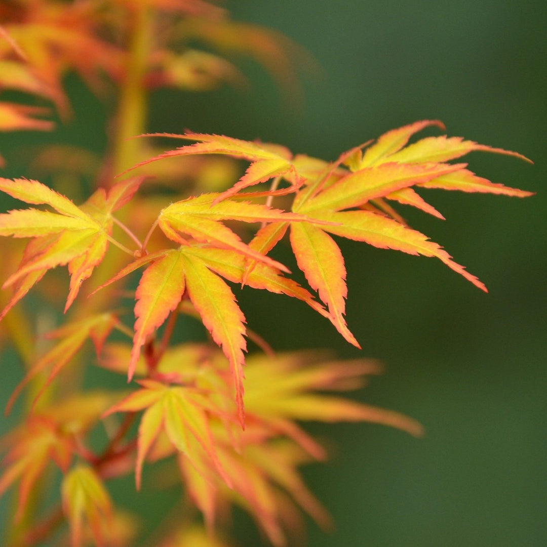 Acer Katsura