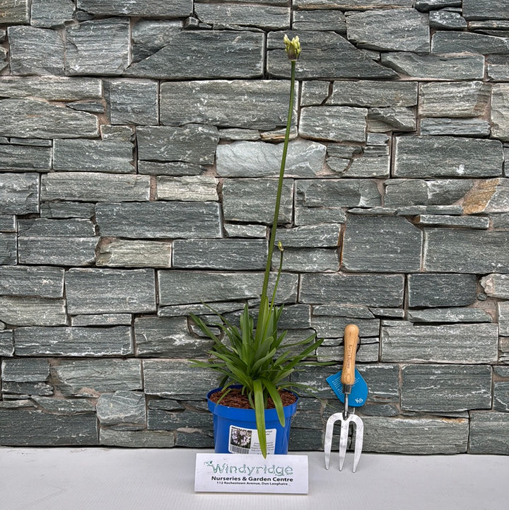 AGAPANTHUS Fireworks