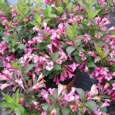Weigela Bristol Ruby