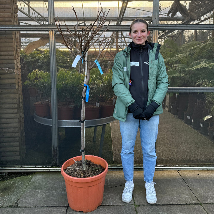 WISTERIA BRACH.YOKOHAMA FUJI CLT 35   CIRC. TR. 06 - 08 CM  1/2 STD