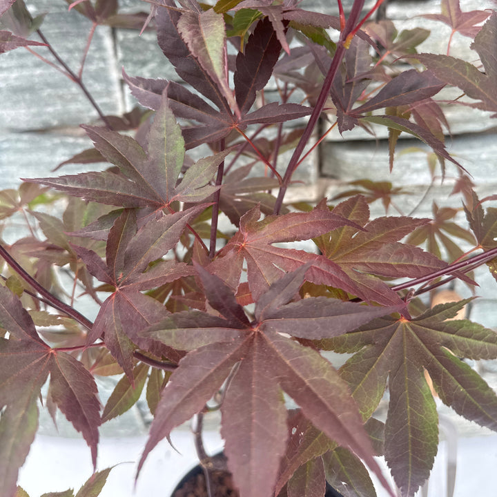Acer palmatum Bloodgood  40-50 CM C3