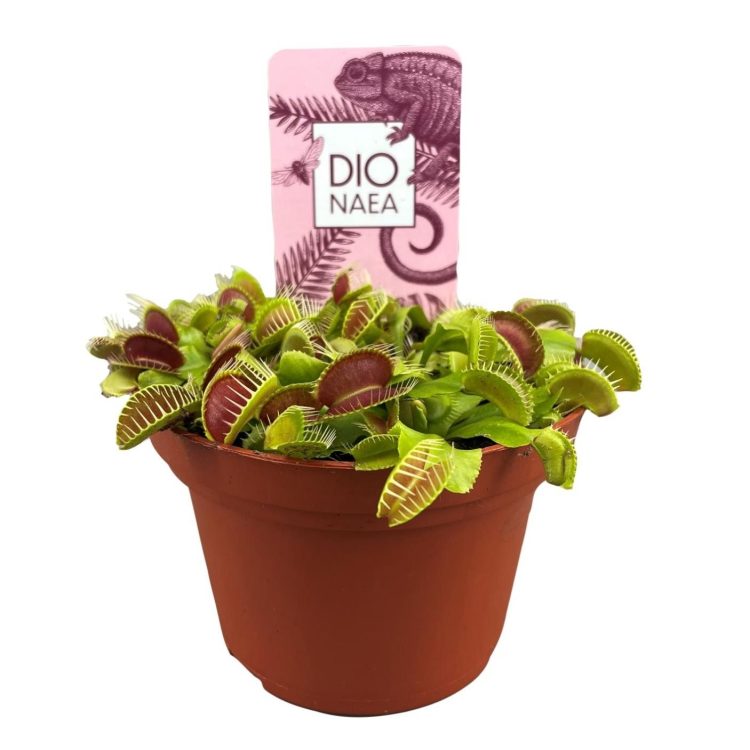 Dionaea muscipula Venus Flytrap P12