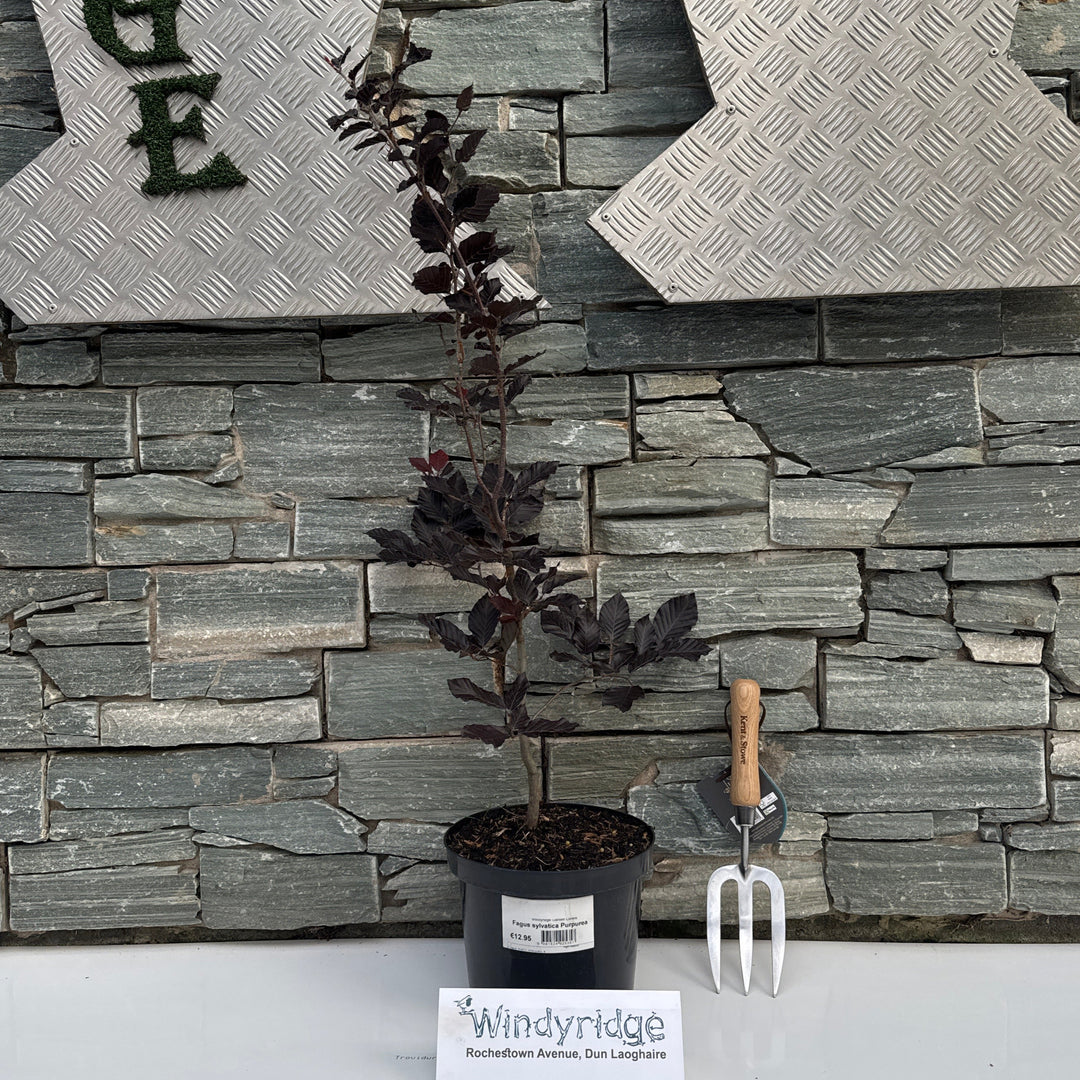 Fagus sylvatica Purpurea