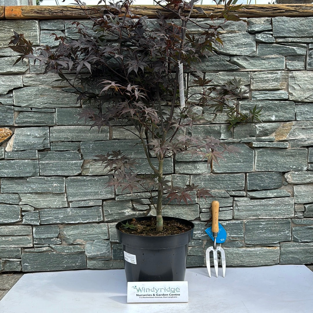 Acer pal. Bloodgood  80-100 CM