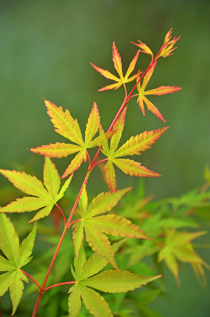 Acer pal. Sangokaku