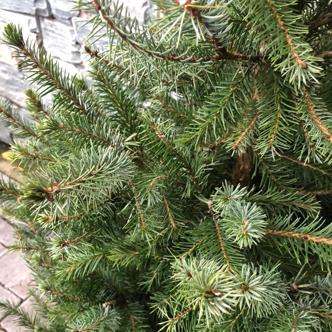 Picea omorika +- 100 cm