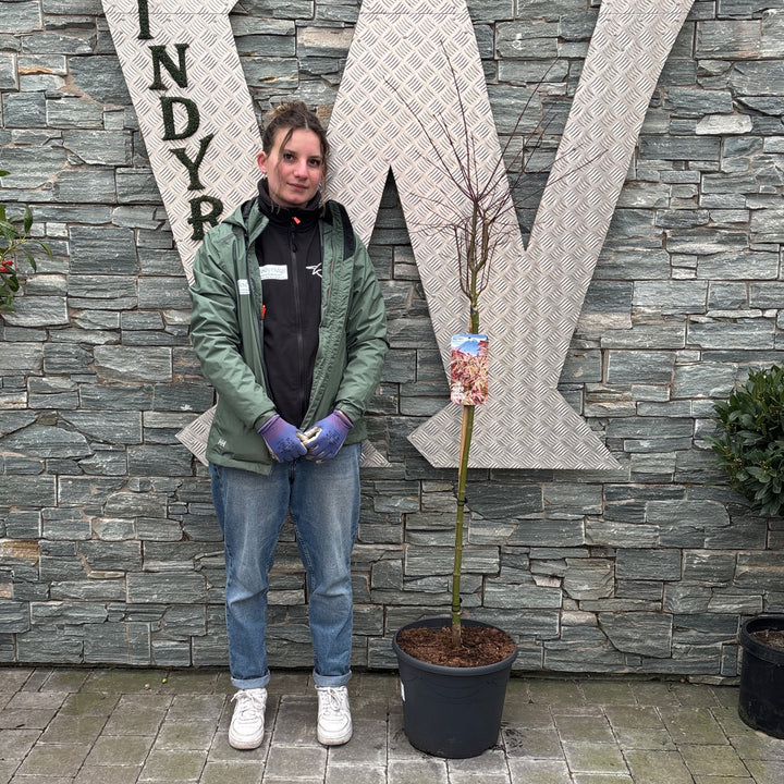 Acer pal. Shirazz 90 cm st. Deco 18L.