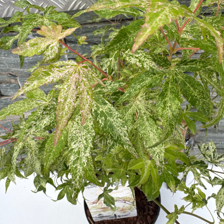 Acer pal. Ukigumo P23