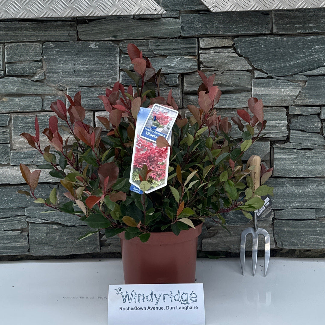 Photinia fras. Little Red Robin 5 Ltr pot