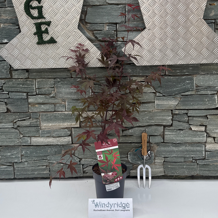 Acer palmatum Bloodgood  40-50 CM C3