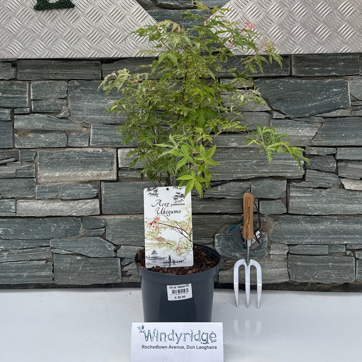 Acer pal. Ukigumo P23