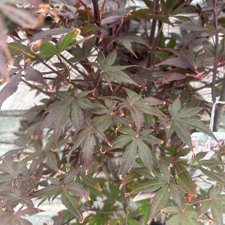 Acer palmatum Bloodgood  100-125 CM C20