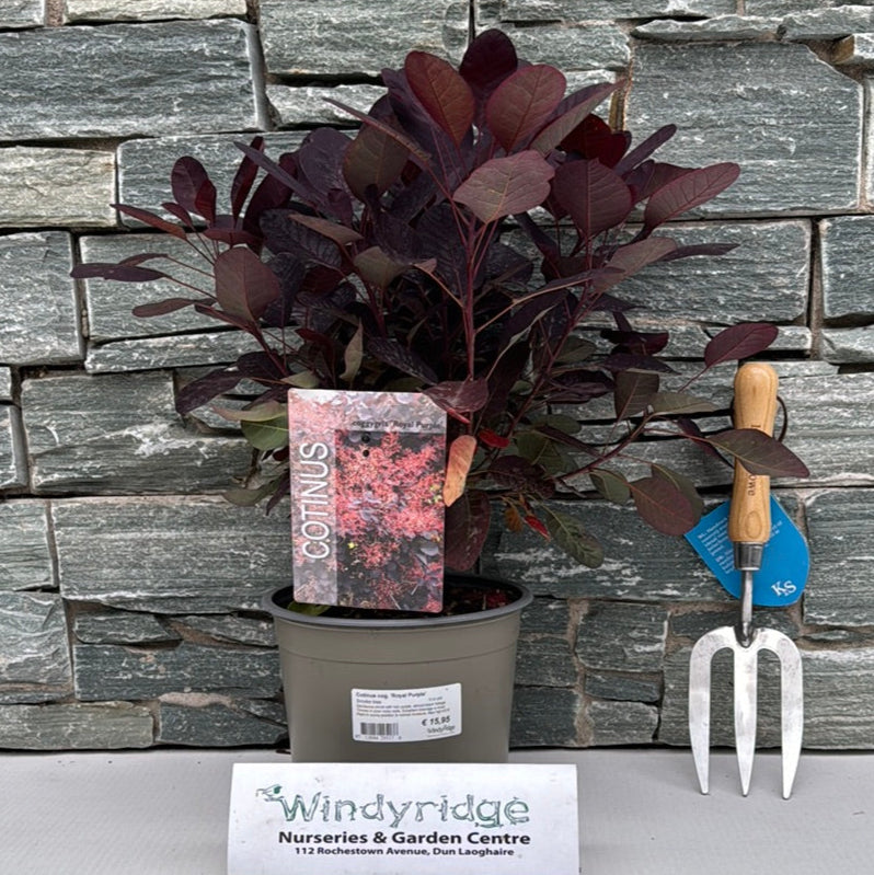 Cotinus cog. Royal Purple 3 Ltr pot