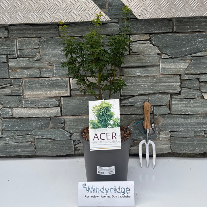 Acer palmatum Shishigashira  40-50 CM C6.5