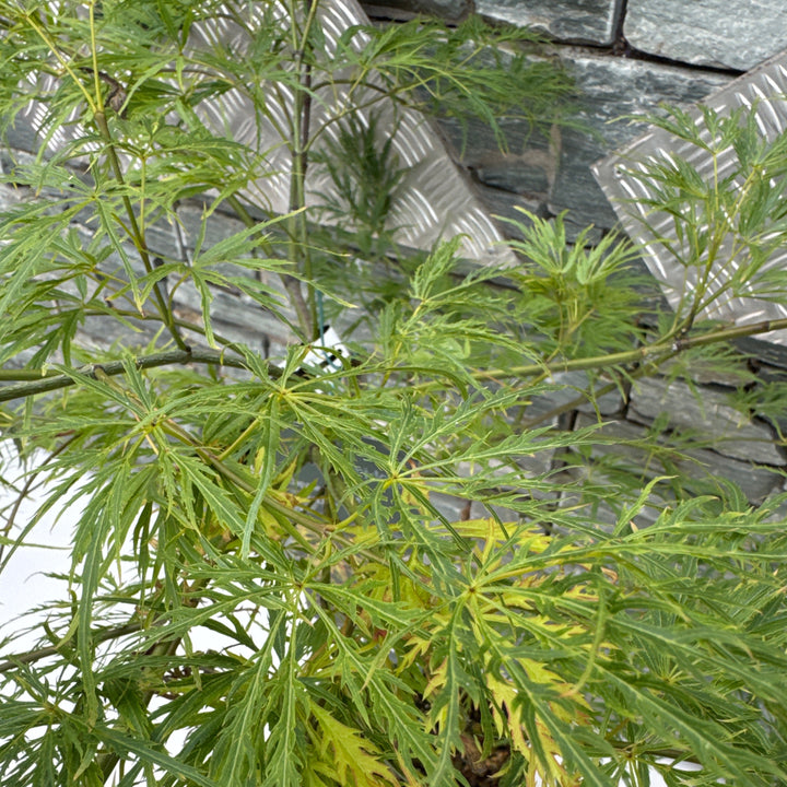 Acer palmatum Dissectum