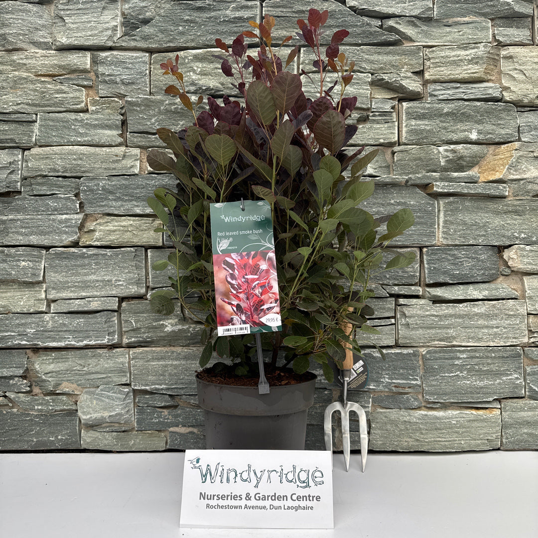 Cotinus coggygria Lilla
