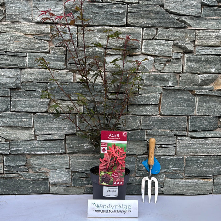 Acer pal. Shaina / 3 Ltr pot