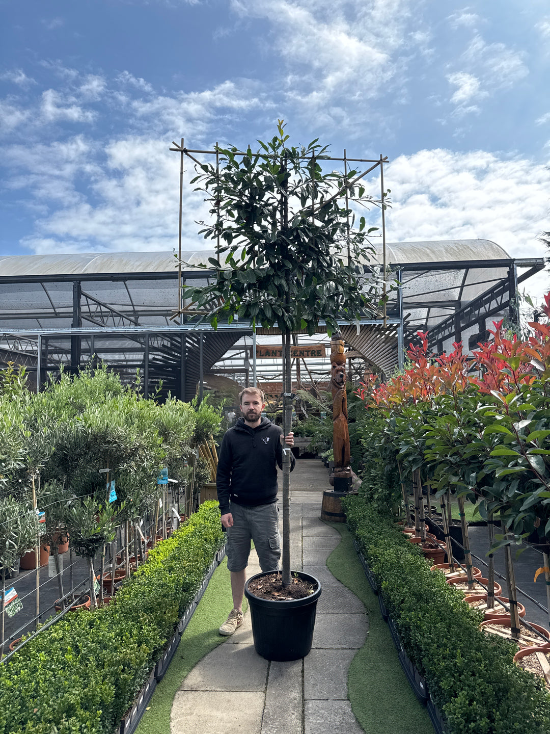 Prunus l. Novita C45 HS Pleached 10/12 180cm stem 150x120