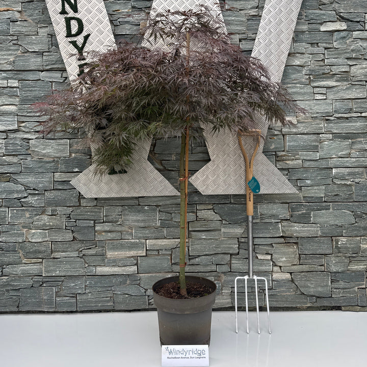 Acer palmatum Dissectum Tamukeyama