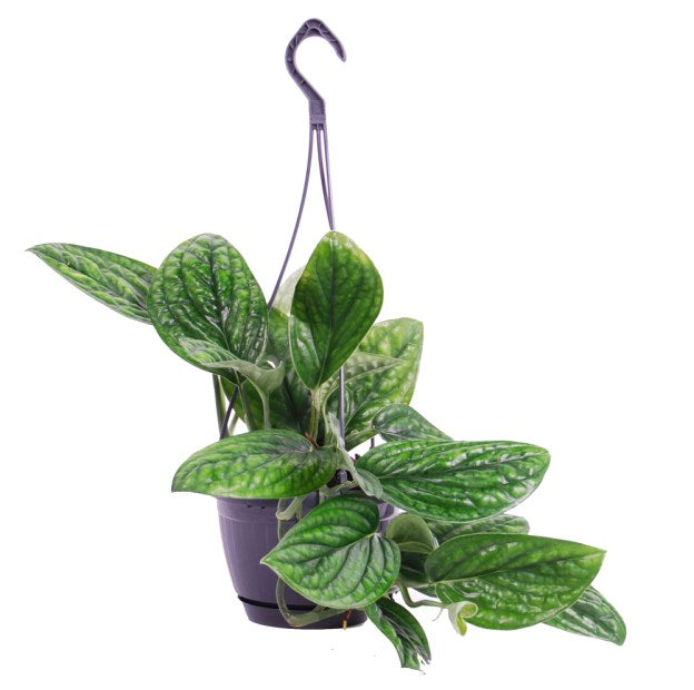 Epipremnum pinn. Marble Planet P15 hanging pot