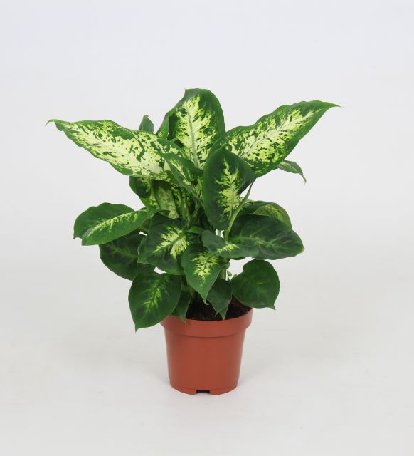 Dieffenbachia Compacta P12