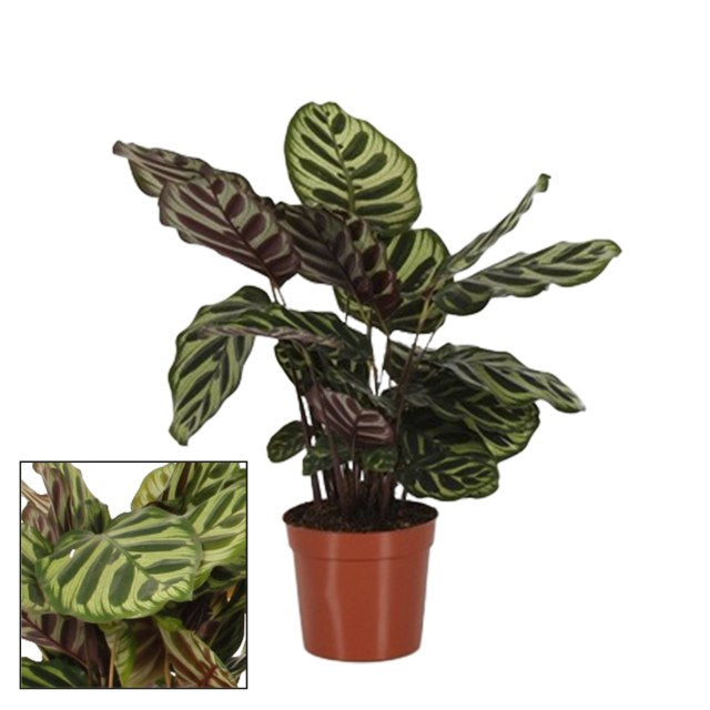 Peacock Plant Calathea makoyana (14cm Pot)