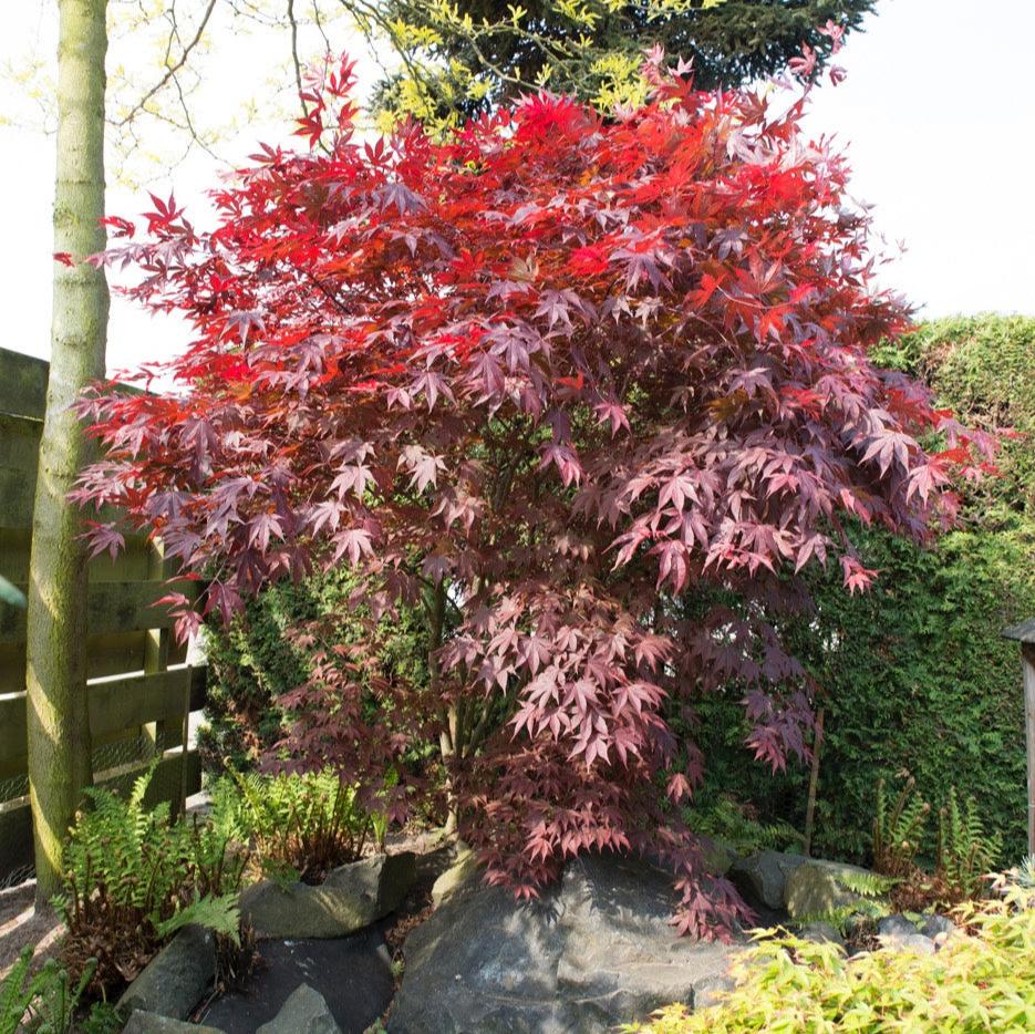 Acer Bloodgood