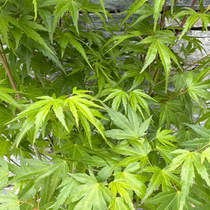 Acer palmatum Wilsons Pink Dwarf  3 Ltr pot