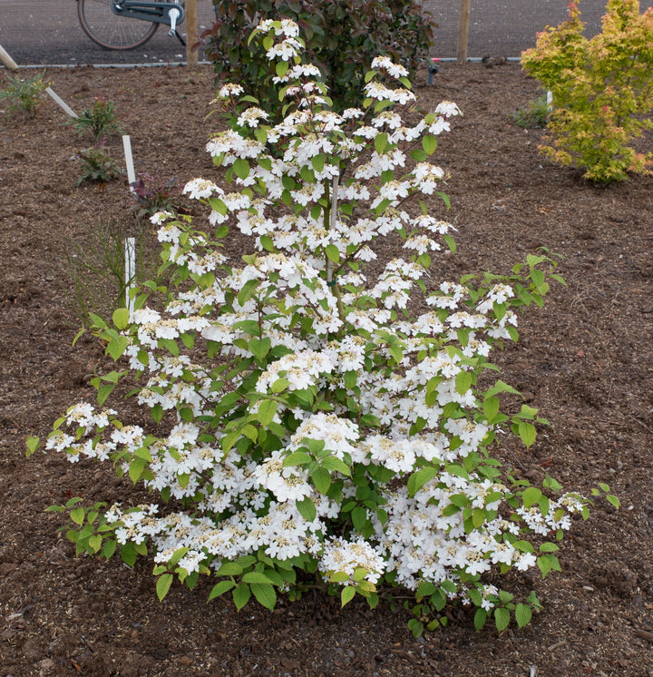 Viburnum plic Kilimandjaro Sunrise PBR