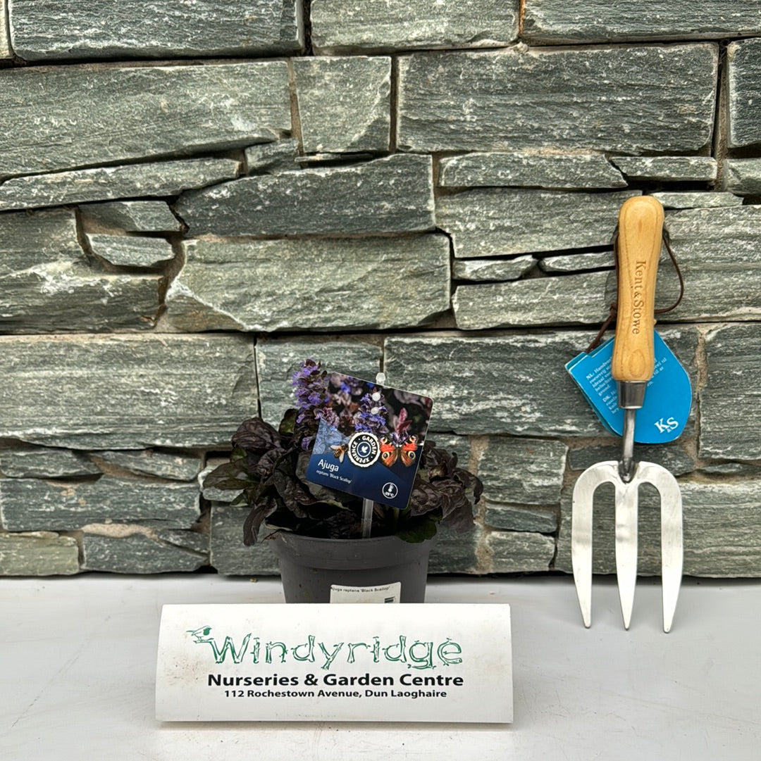 Ajuga reptans Black Scallop