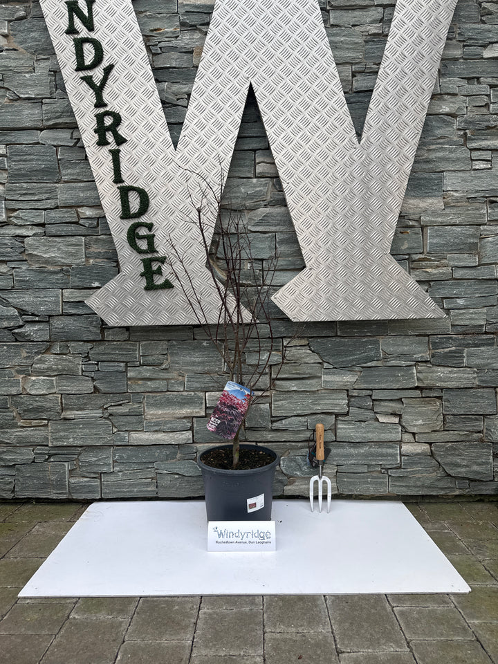 Acer pal. Pixie (80-100 cm 10L)