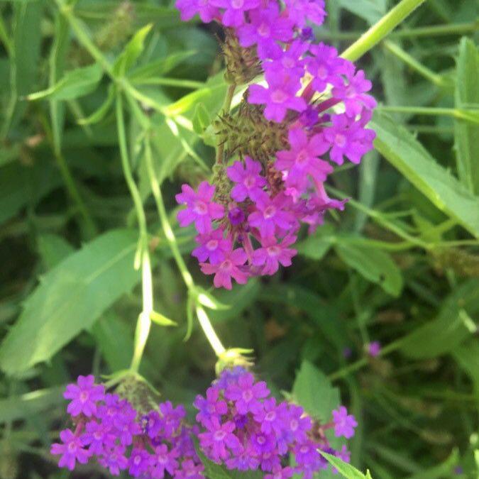 Verbena-rigida-Venosa-Flower-1