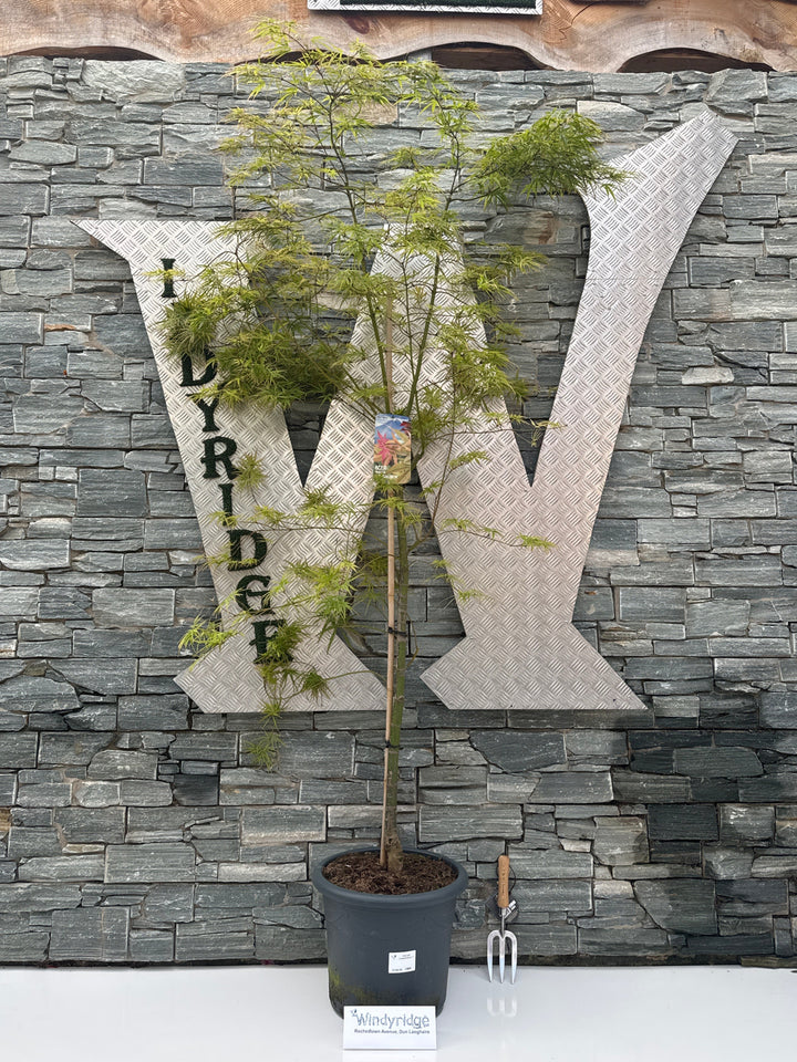 Acer pal. Linearilobum 150-175 cm 25L