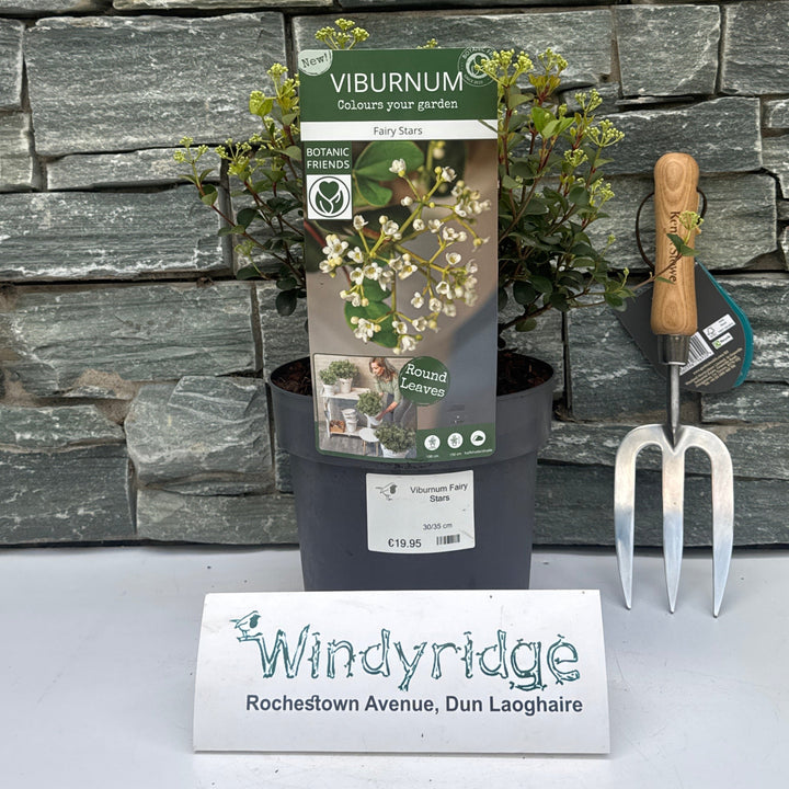 Viburnum Fairy Stars