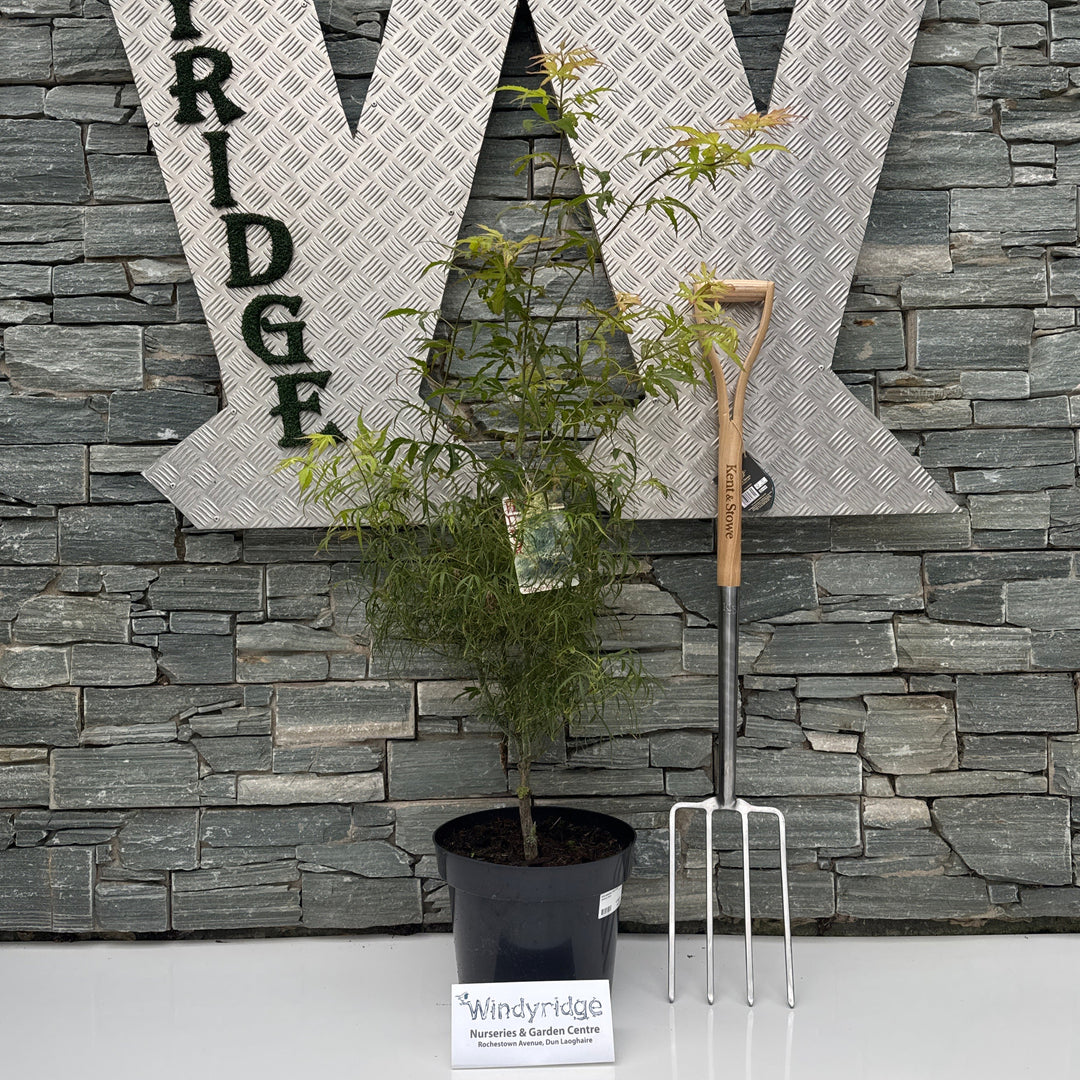 Acer palmatum Koto-no-ito 80-100 CM C12