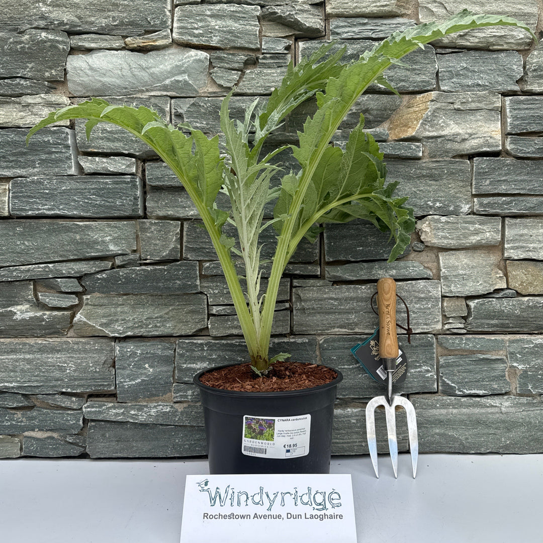 CYNARA cardunculus 5L
