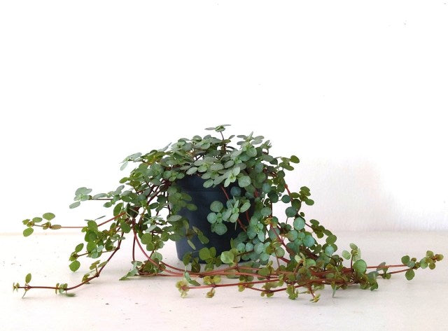 Pilea glaucophylla 8cm Pot