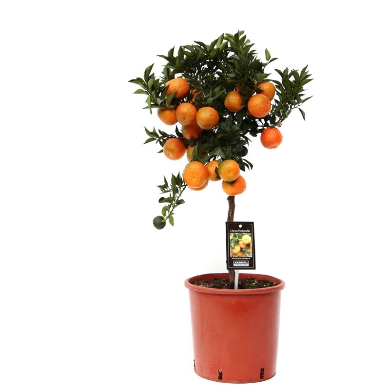 Citrus Manderin P22 stem