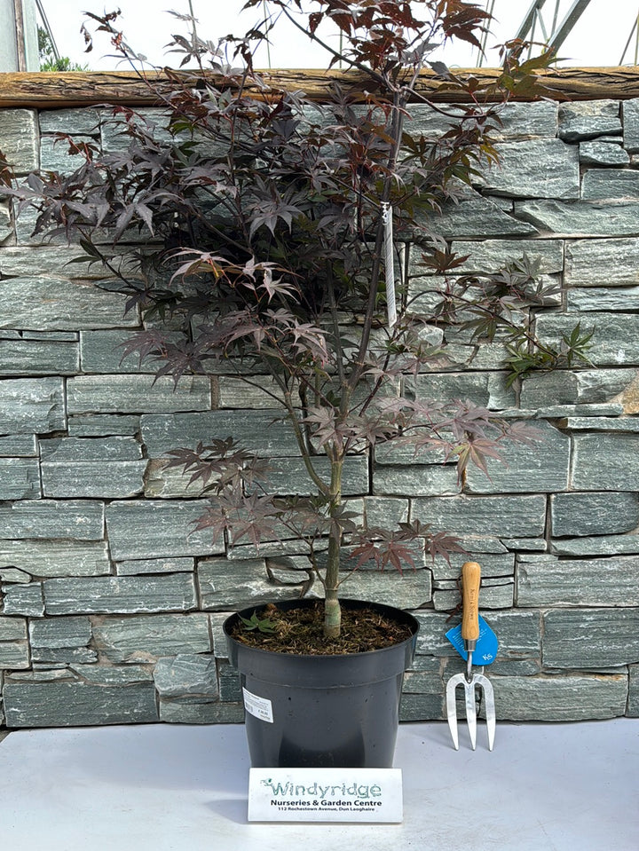 Acer pal. Bloodgood  80-100 CM