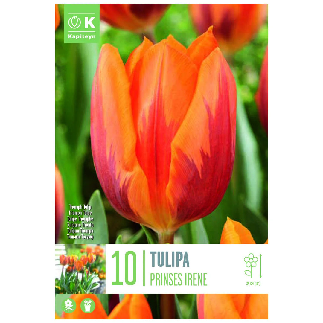 TULIPA PRINSES IRENE X 10