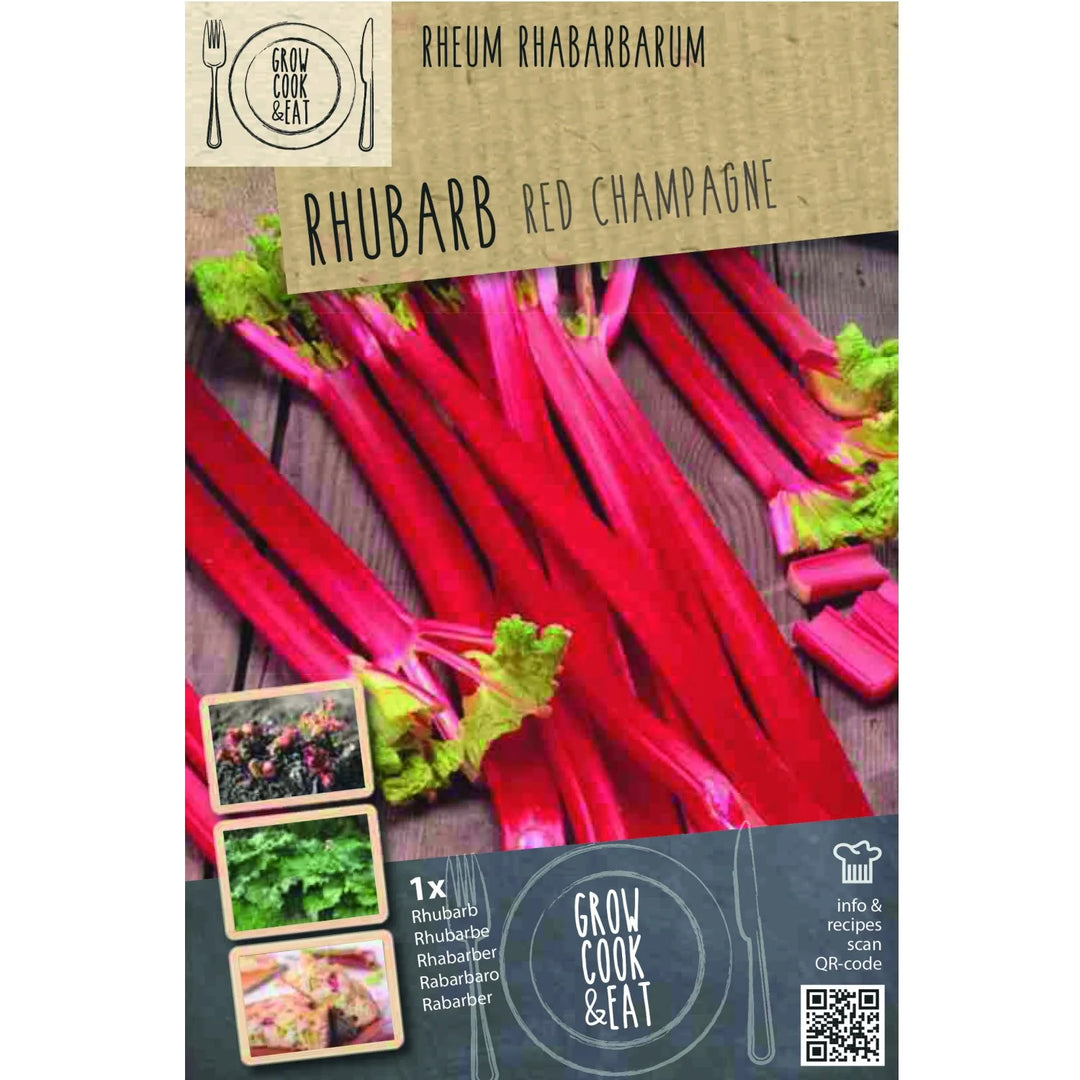 RHEUM RHABARBARUM RED CHAMPAGNE BIO x 1