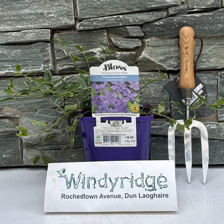 Vinca minor Ralph Shugert