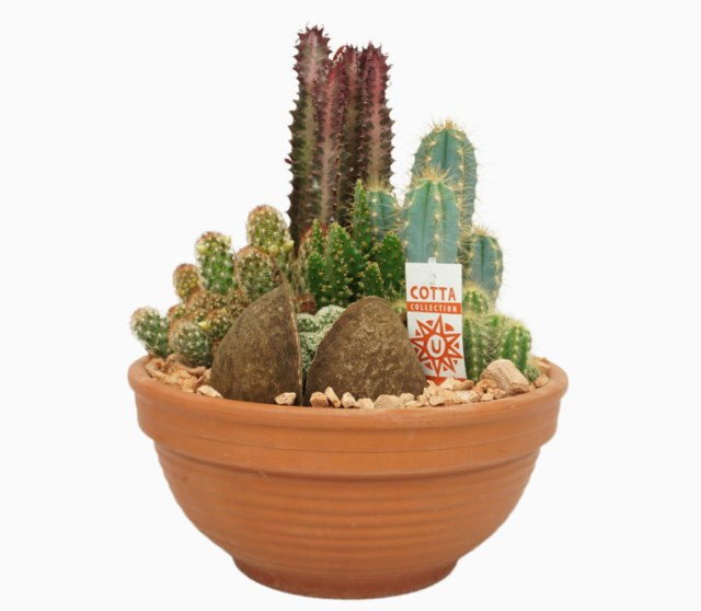 Cactus Arrangement (32cm Terracotta Pot)