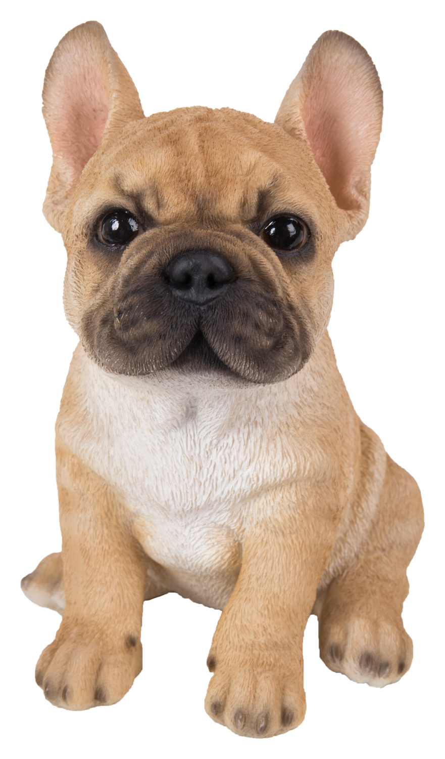 RL French Golden Bulldog A