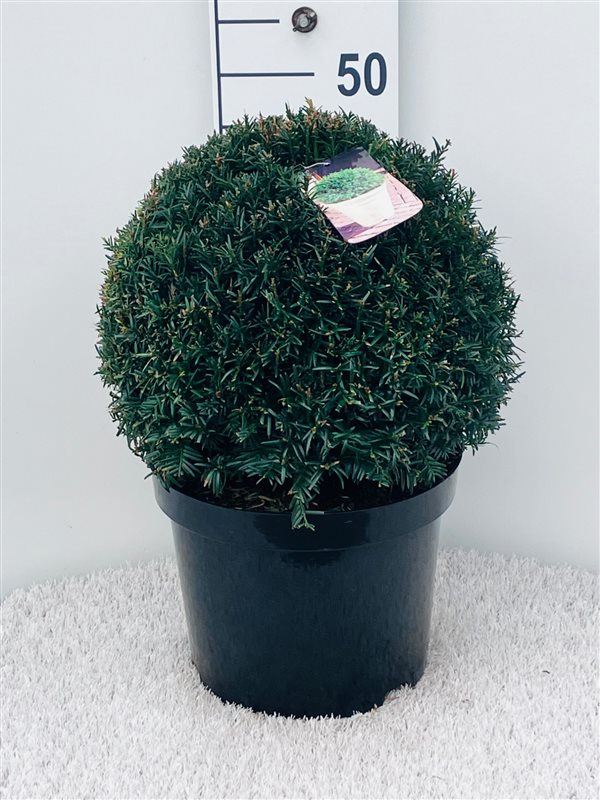 Taxus baccata / 35 CM BALL D10