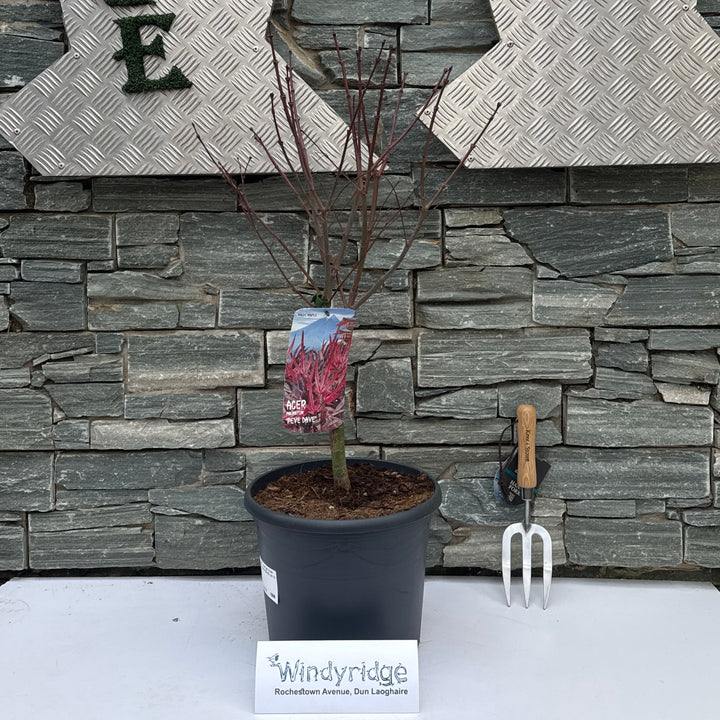 Acer pal. Pevé Dave