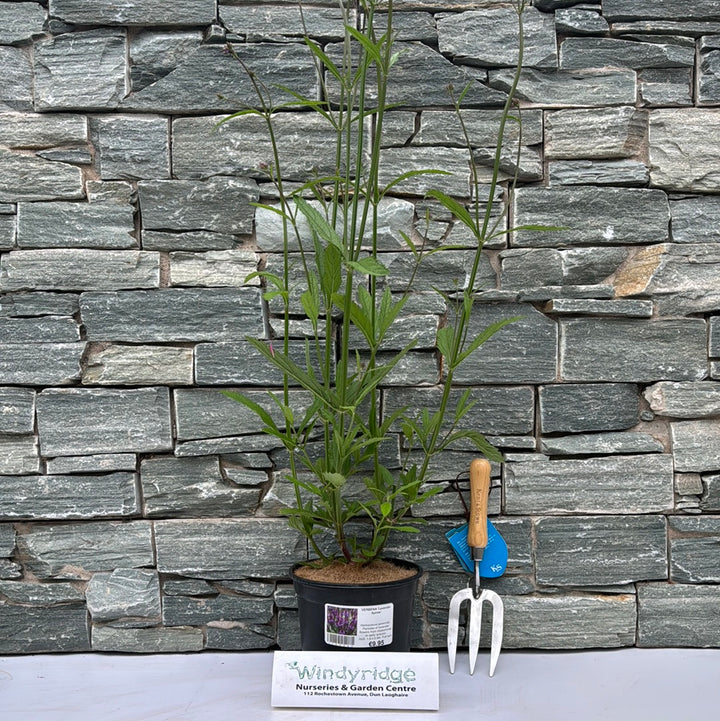 VERBENA Lavender Spires