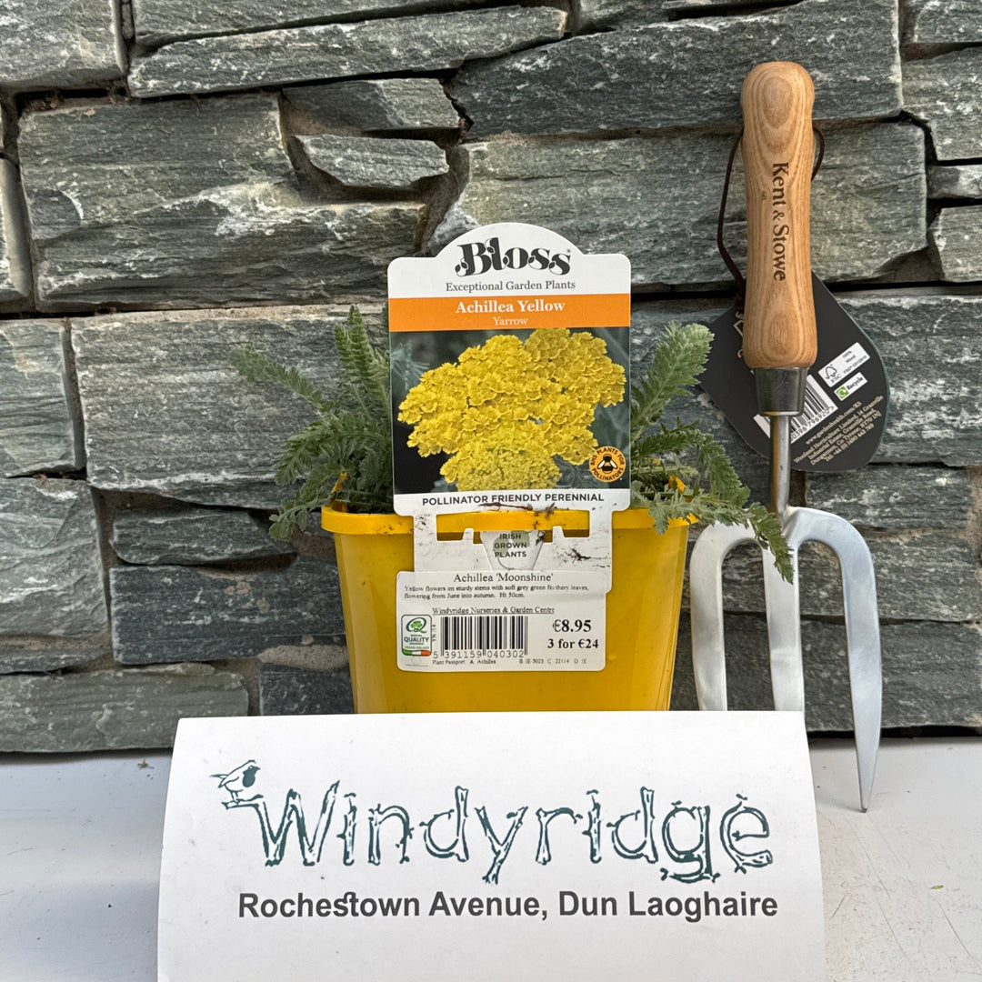 Achillea  Moonshine